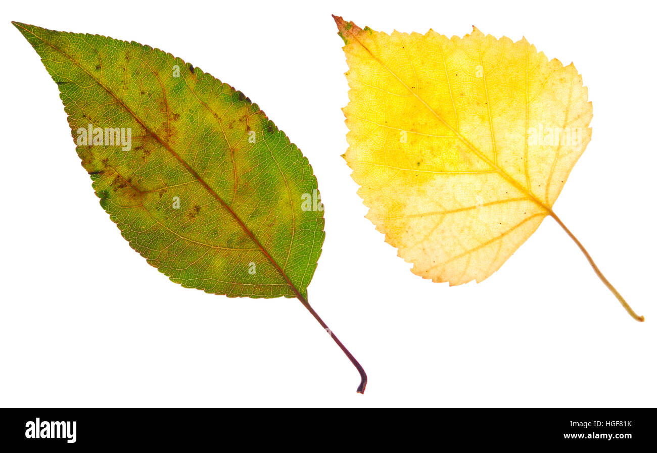 autumn leaves isolated on a white Stock Photo - Alamy