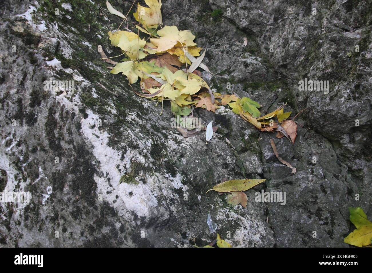 yellow fallen leaves on a gray stone Stock Photo - Alamy