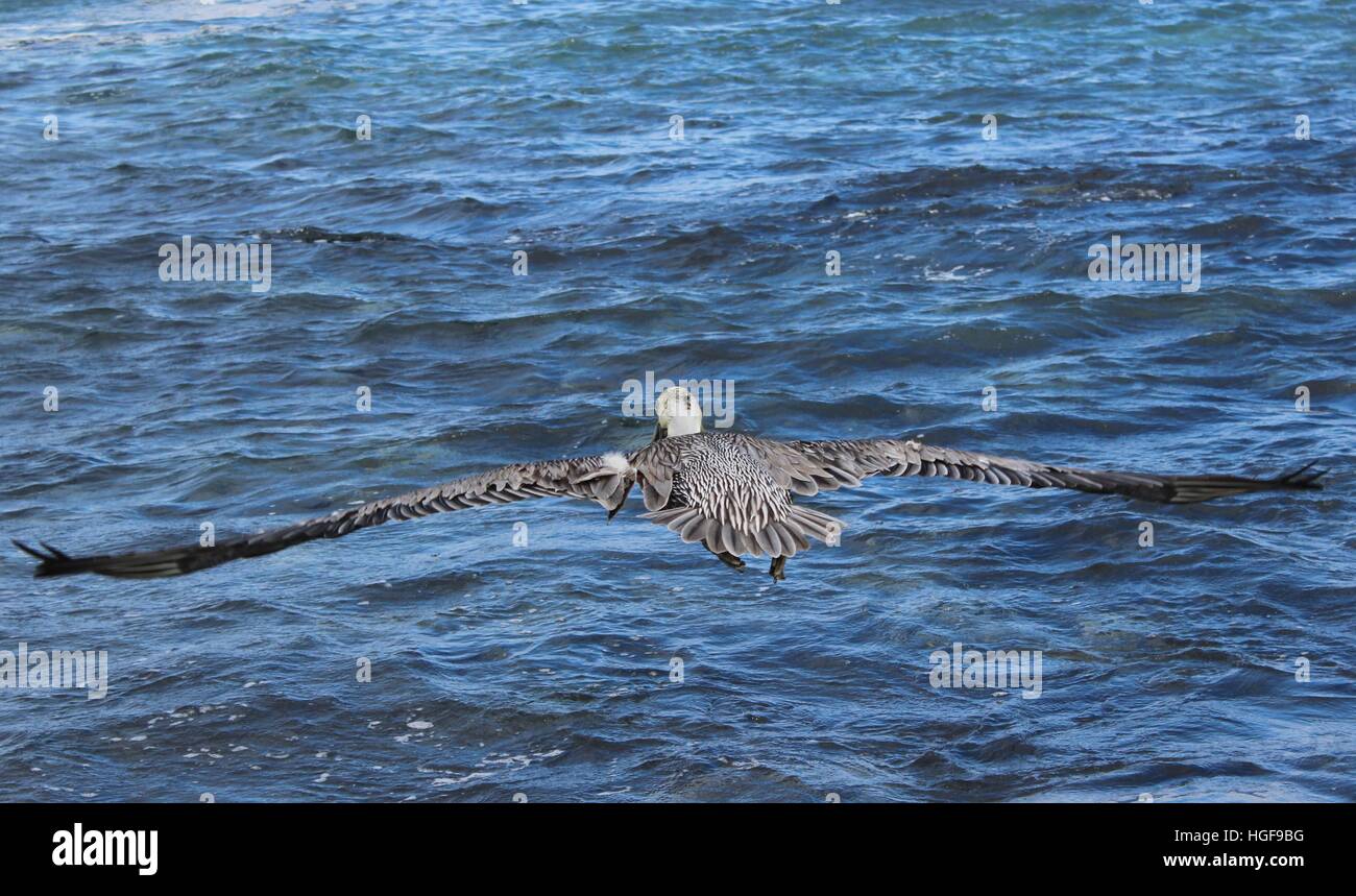 hop on a pelican Stock Photo