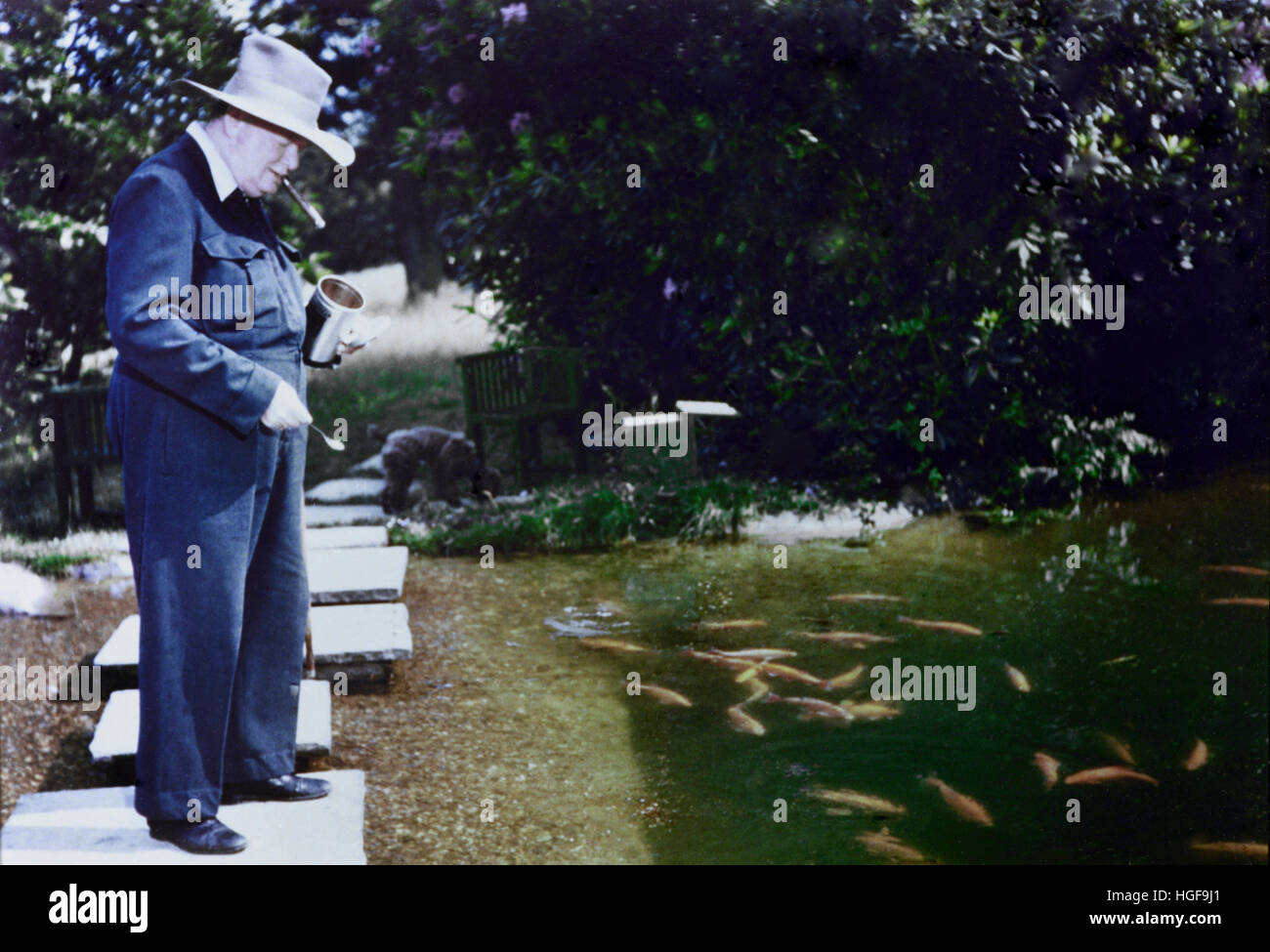 Color photograph of Winston Churchill feeding the goldfish at Chartwell.1950. Stock Photo