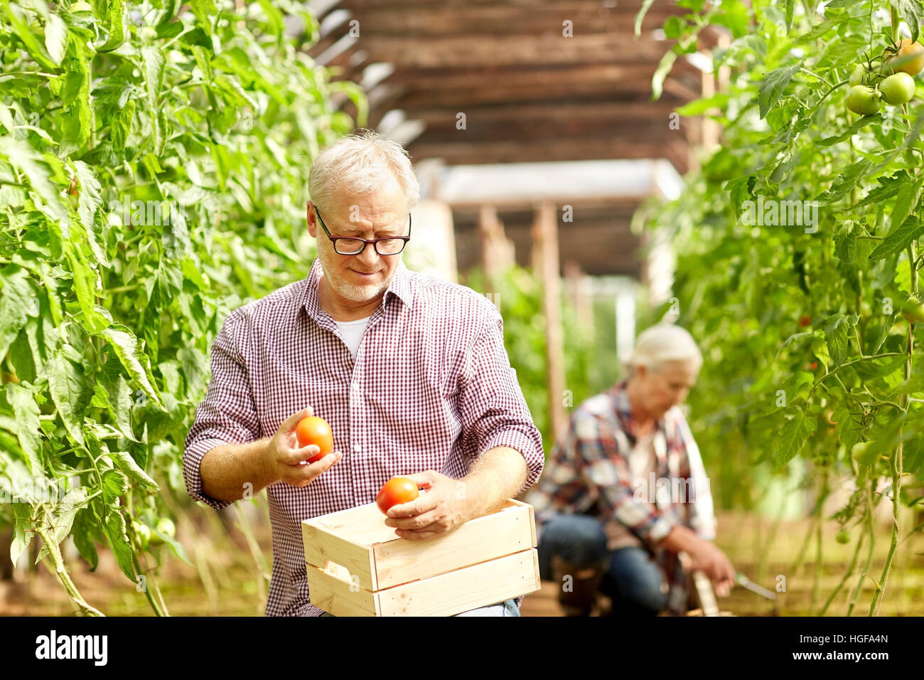 old man picking tomatoes up at farm greenhouse Stock Photo - Alamy