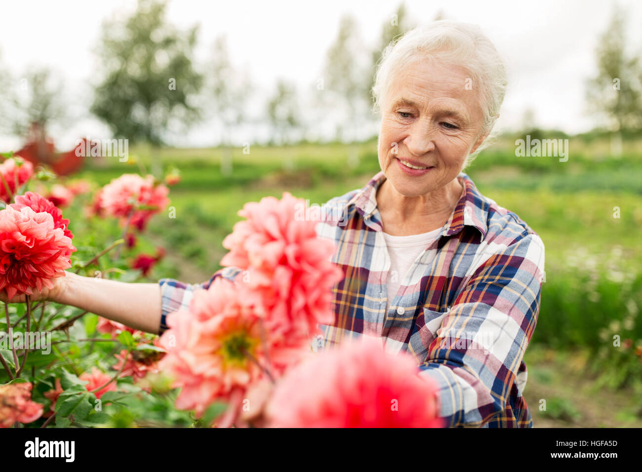 senior woman with flowers at summer garden Stock Photo - Alamy