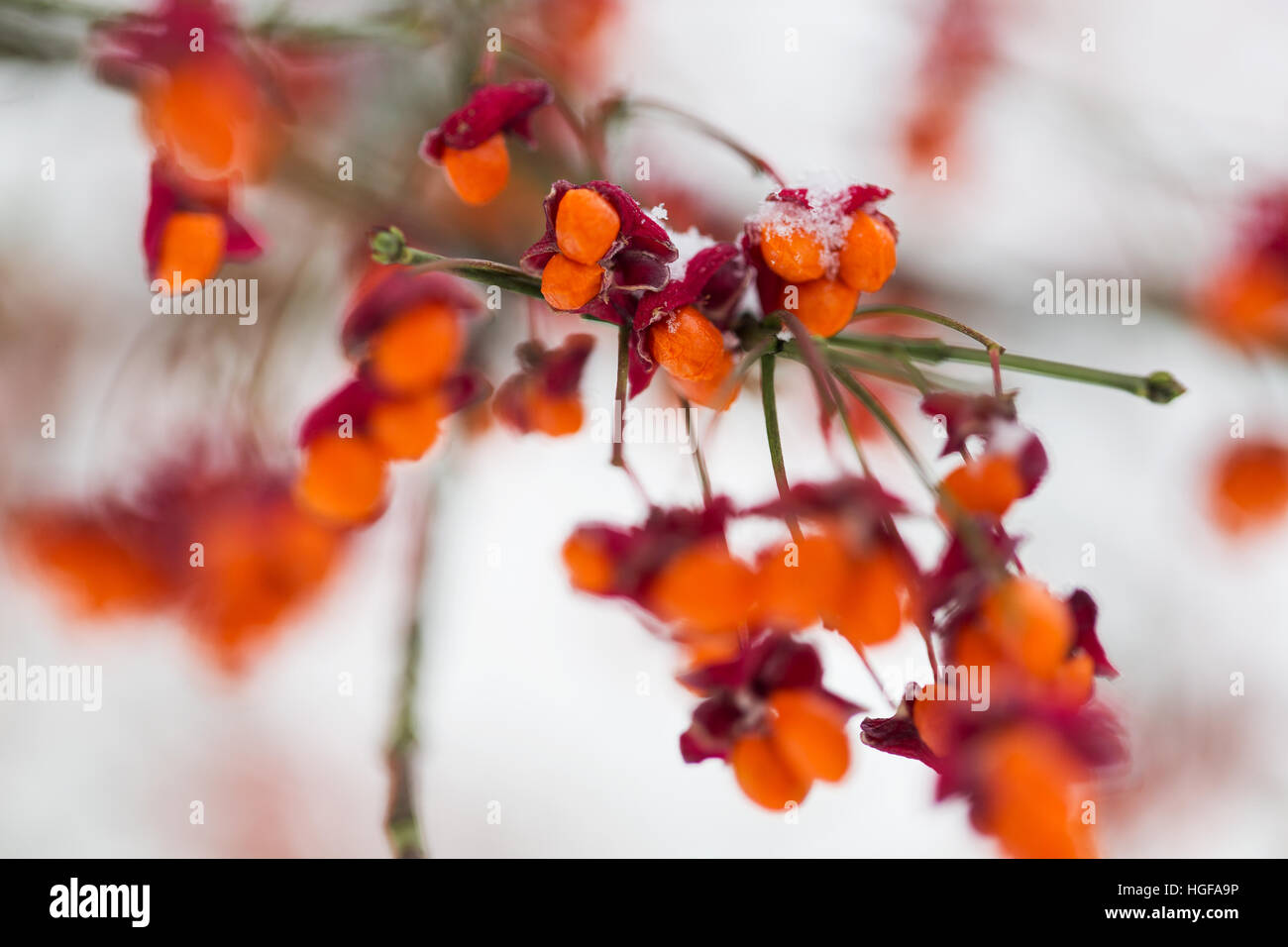 spindle or euonymus branch with fruits in winter Stock Photo