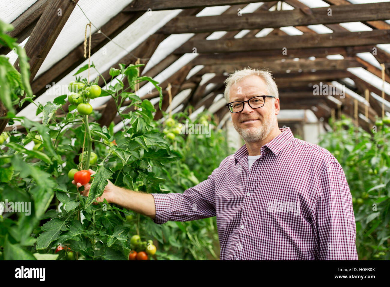 senior man growing tomatoes at farm greenhouse Stock Photo - Alamy