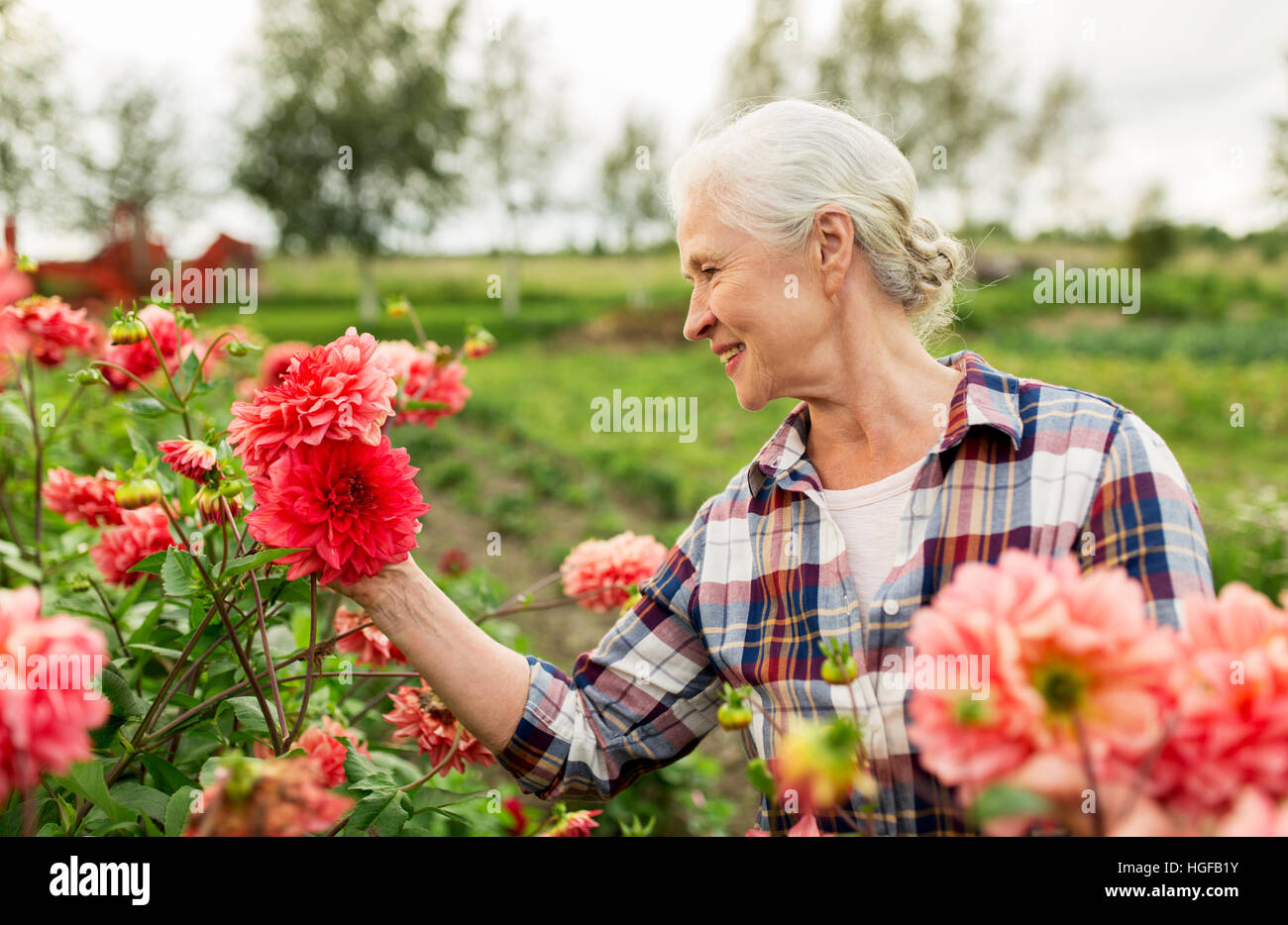 senior woman with flowers at summer garden Stock Photo - Alamy
