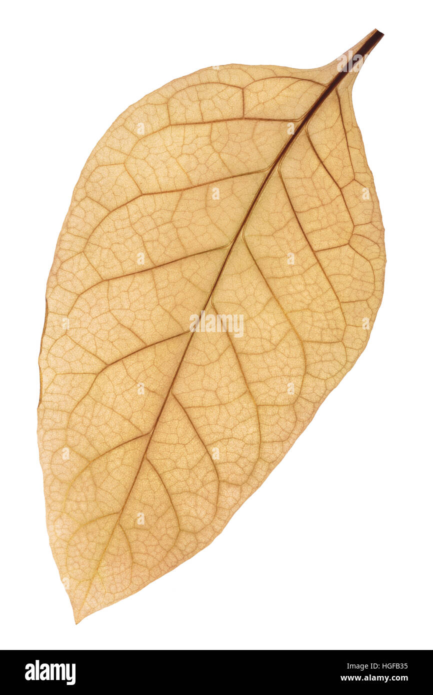 fermented tobacco leaf Dried fermented Virginia tobacco leaf (Nicotiana tabacum). Clipping path  Stock Photo