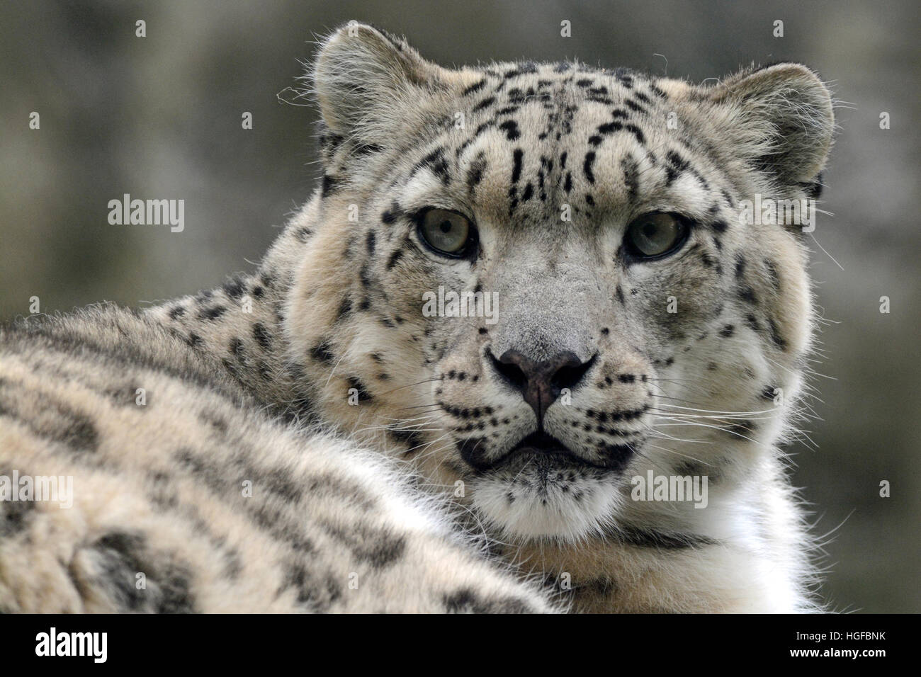 Snow leopard Stock Photo