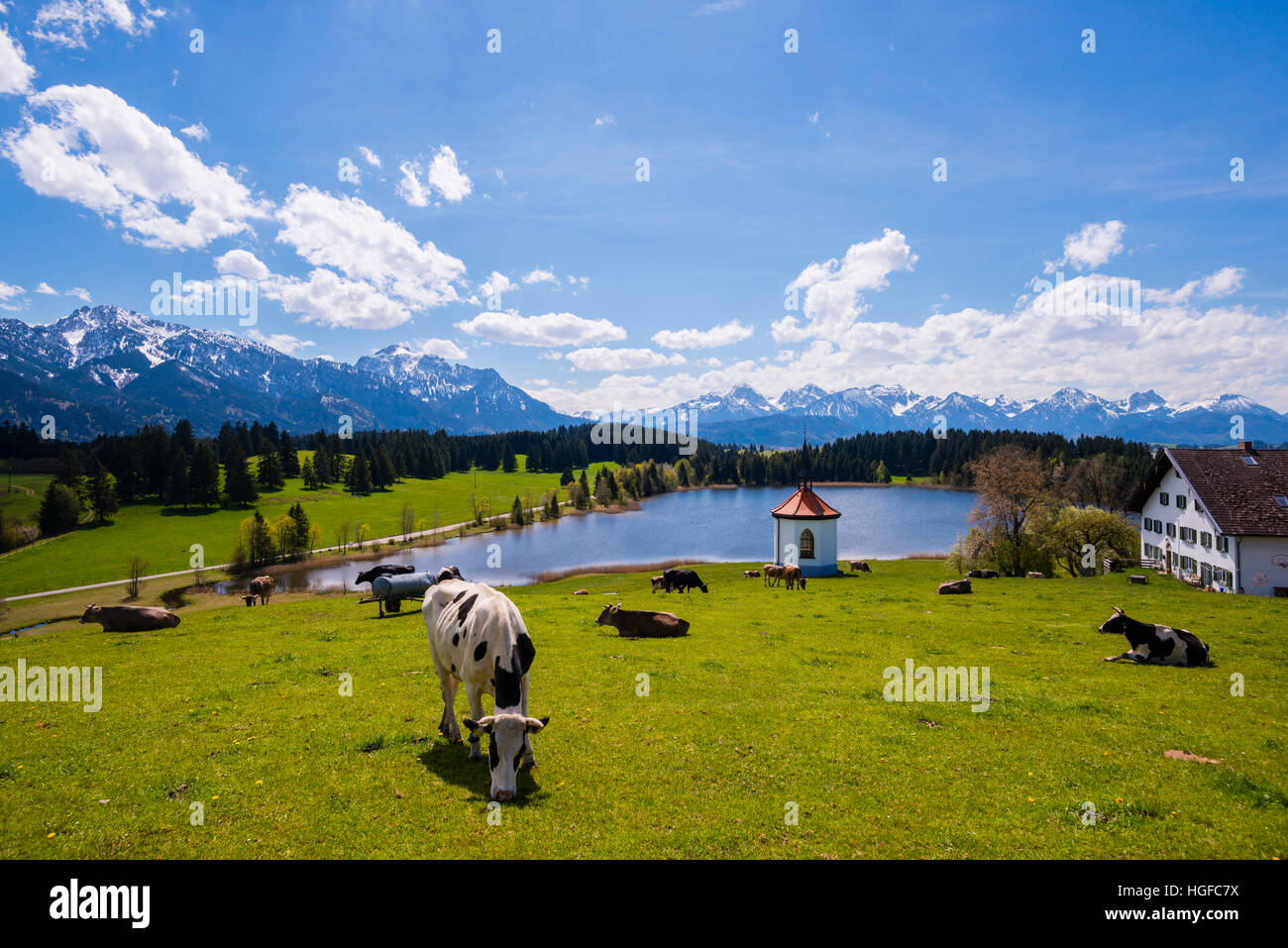 cows in Bavaria Stock Photo
