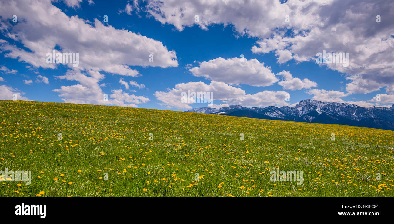 meadow in  Bavaria Stock Photo
