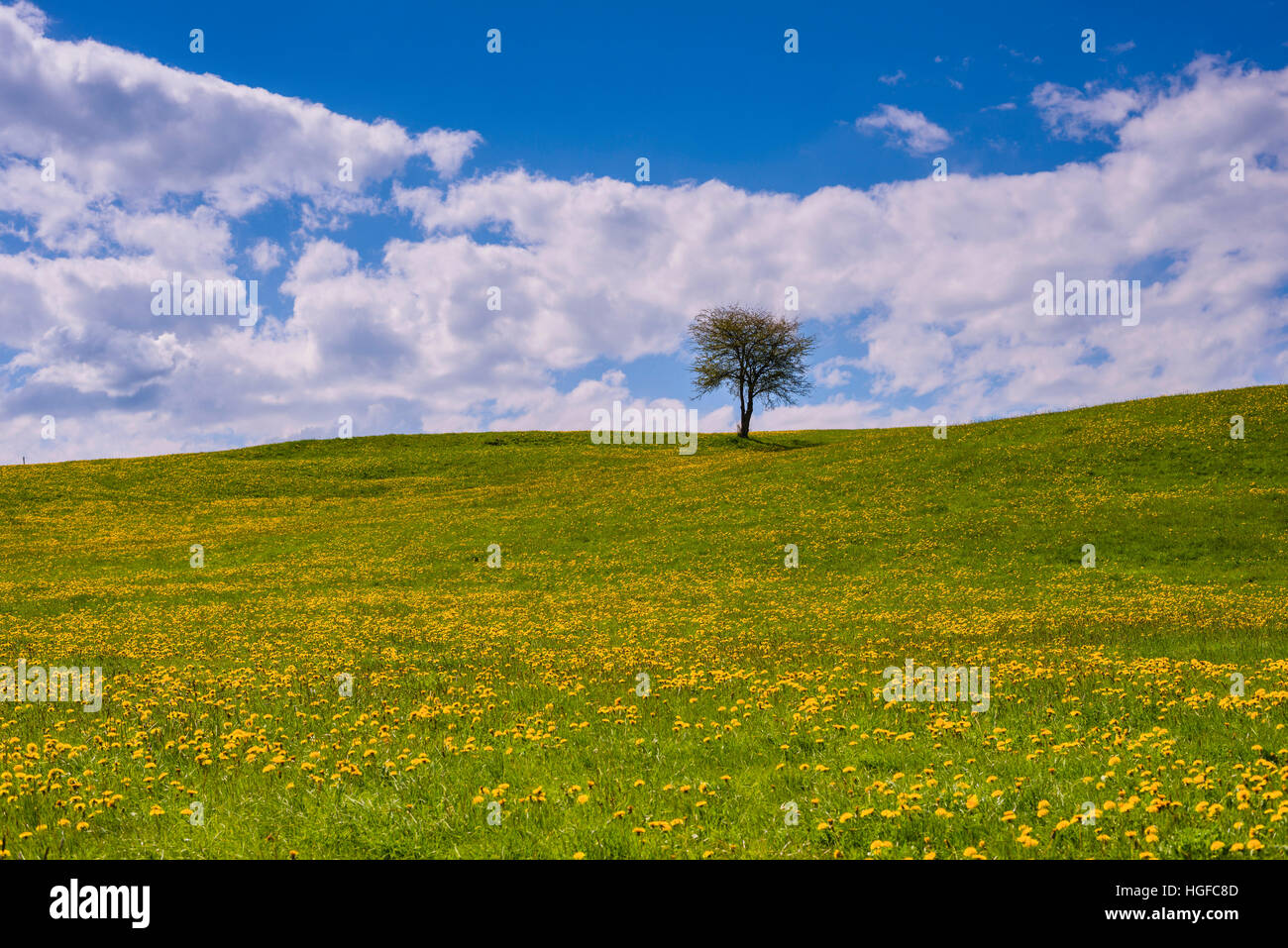 meadow in  Bavaria Stock Photo