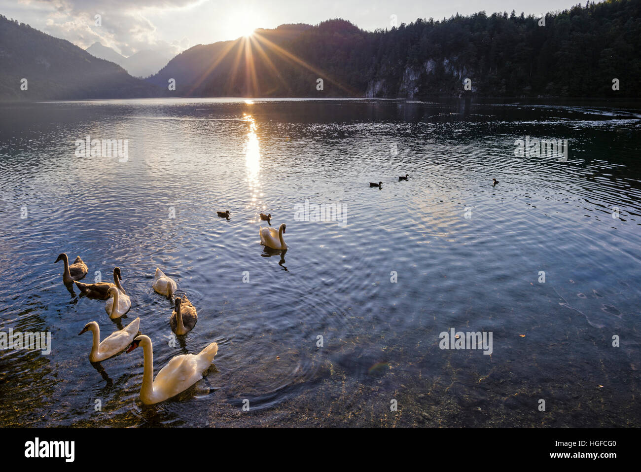 Swans on the Alpsee lake in Bavaria Stock Photo