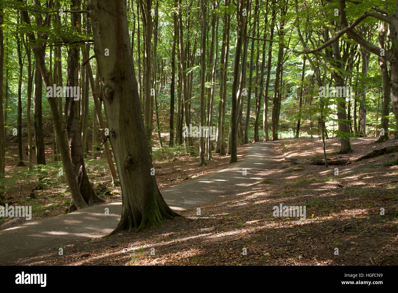 Beech forest, (Fagus sp.), Stubnitz, national park Jasmund, Rugen Stock Photo