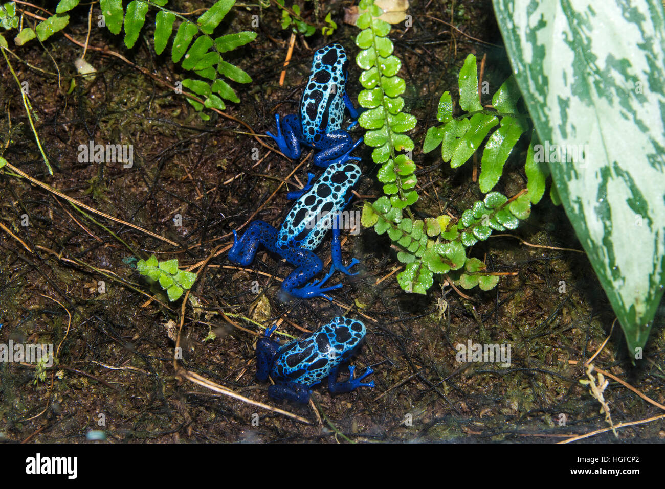 blue poison dart frog, dendrobates azureus Stock Photo