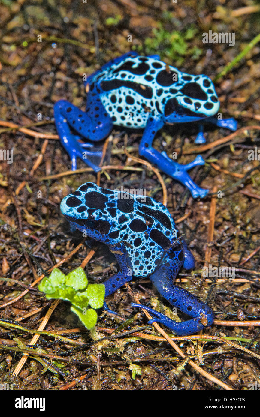 blue poison dart frog, dendrobates azureus Stock Photo