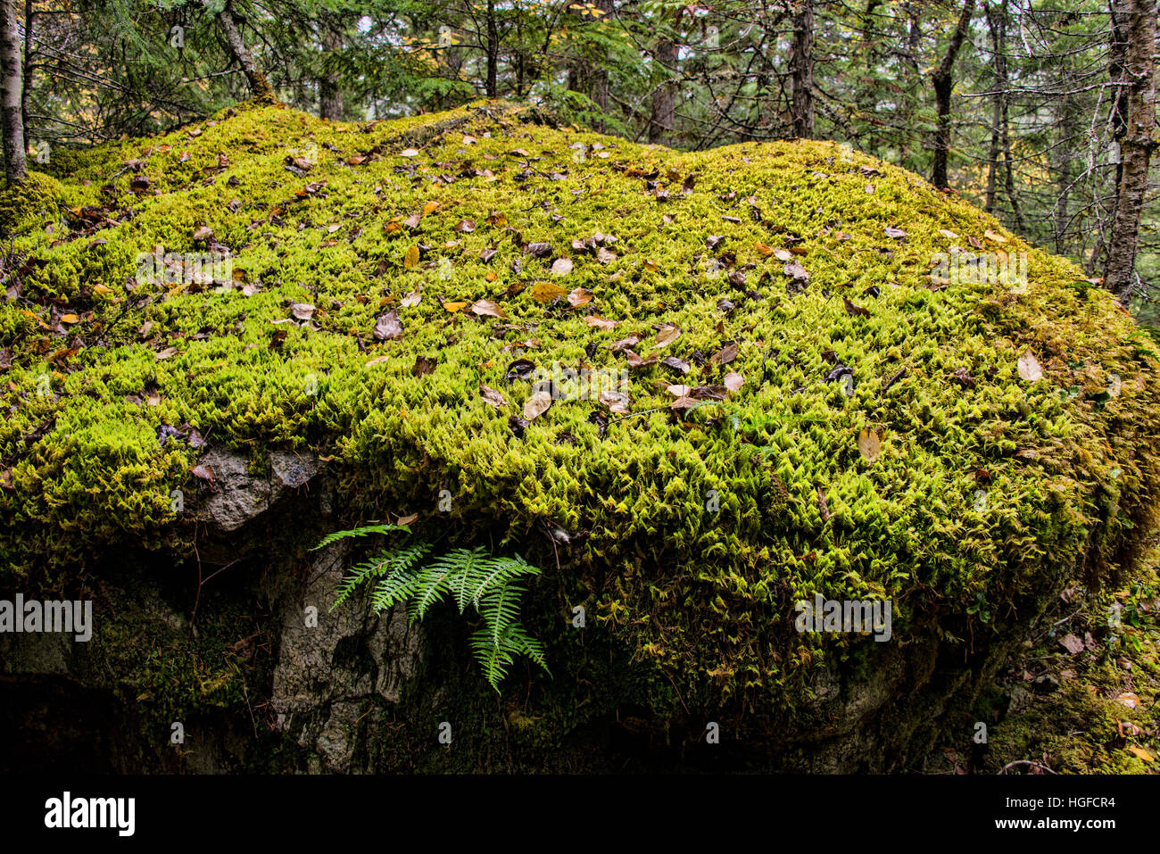 tweedsmuir provincial park, bc, Canada Stock Photo