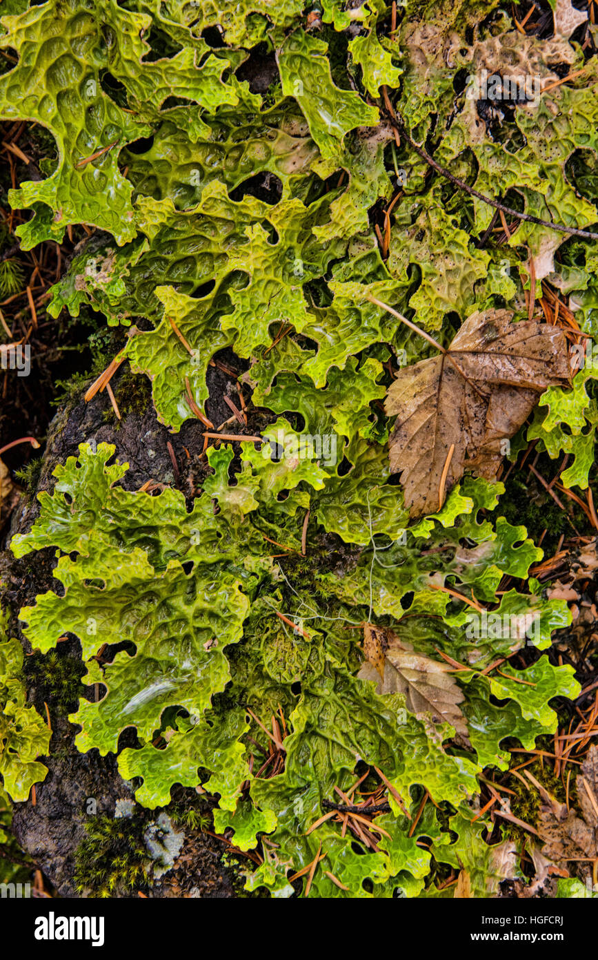 tweedsmuir provincial park, bc, Canada, fall leaves Stock Photo