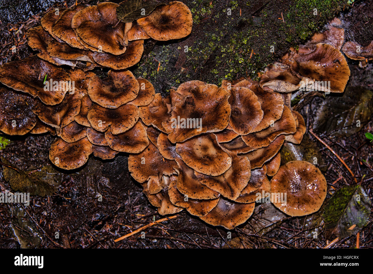 Ground fungus hi-res stock photography and images - Alamy