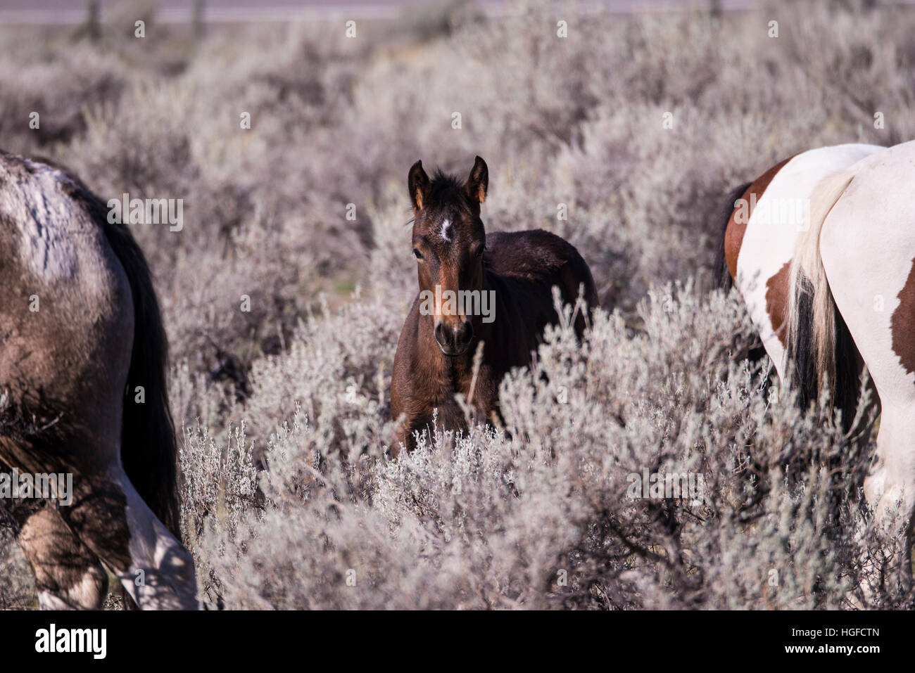 wild horses, bc, Canada Stock Photo