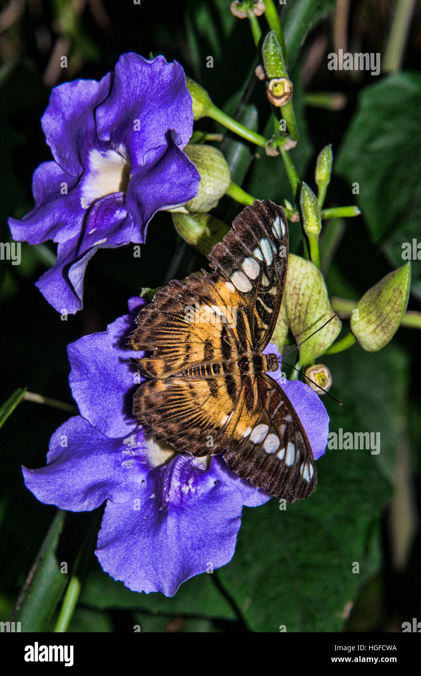 brown clipper butterfly, parthenos sylvia Stock Photo