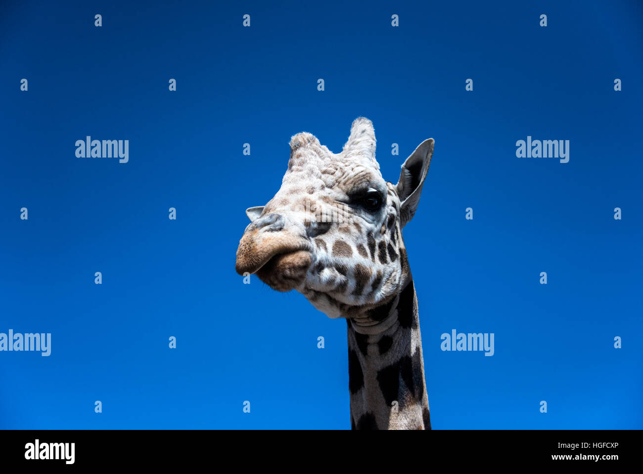 reticulated giraffe Stock Photo