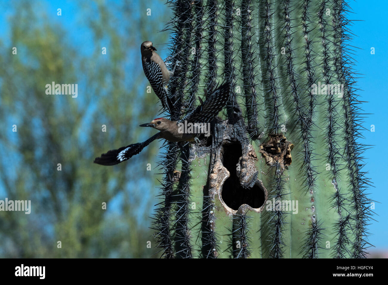 gila woodpecker, Arizona, nesting in saguaro cactus Stock Photo