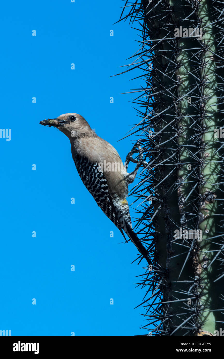 gila woodpecker, Arizona, nesting in saguaro cactus Stock Photo