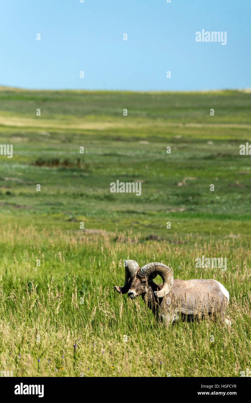 Bighorn Sheep, Ovis canadensis, Badlands National Park, South Dakota, Stock Photo