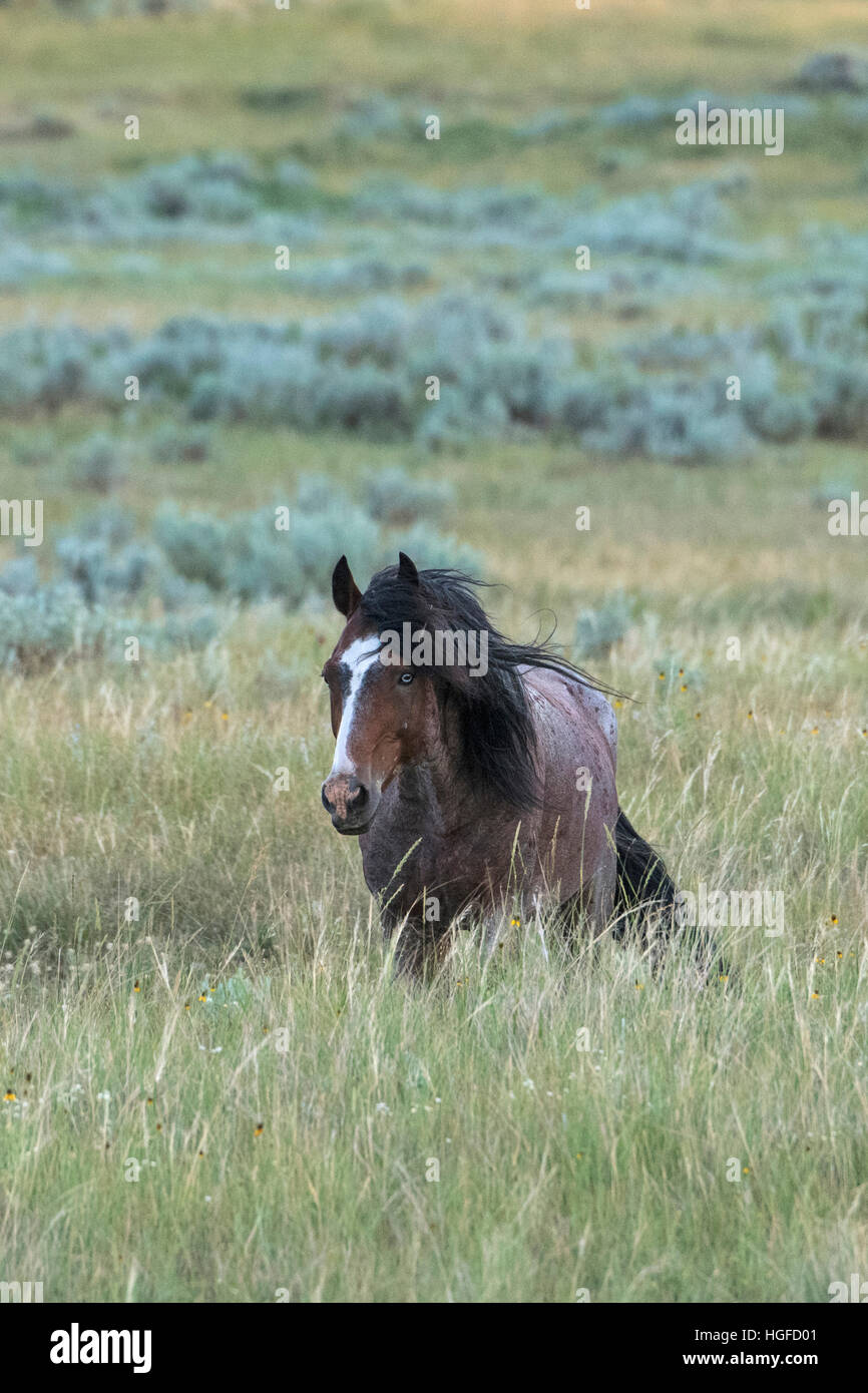 Wild Horses, Theodore Roosevelt National Park, North Dakota, Stock Photo