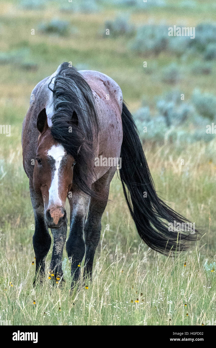 Wild Horses, Theodore Roosevelt National Park, North Dakota, Stock Photo