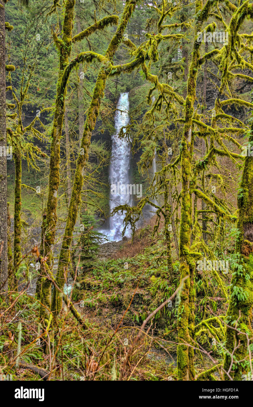 silver falls state park, Oregon Stock Photo