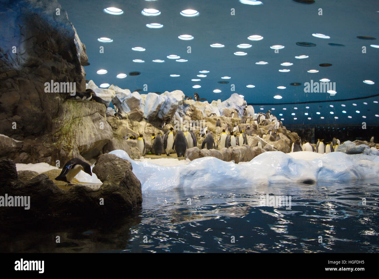 Penguins in the Loro Parque Stock Photo