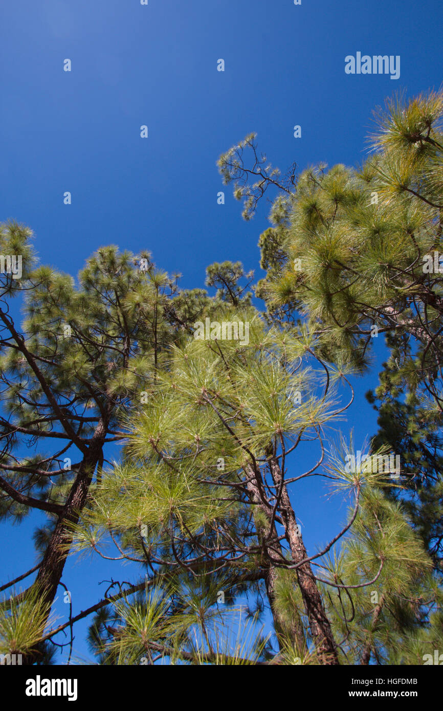 Pinus Canariensis in Tenerife Stock Photo