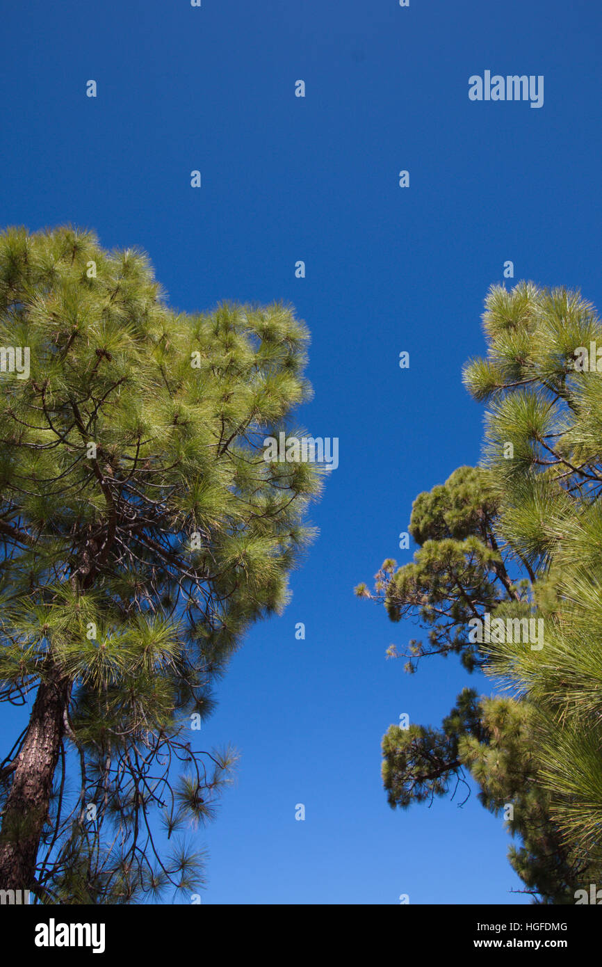 Pinus Canariensis in Tenerife Stock Photo