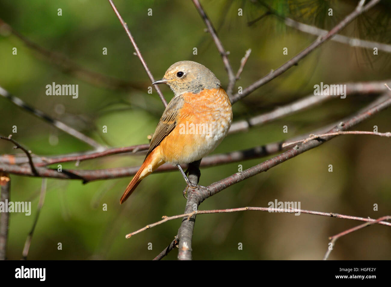 Common Redstart. Phoenicurus phoenicurus, Stock Photo