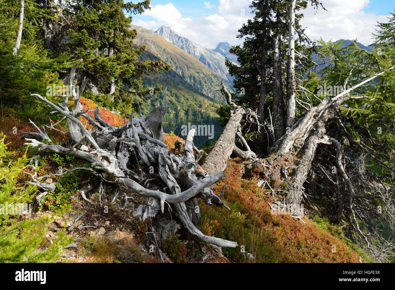 Mountain forest, dead wood, Valais, Switzerland Stock Photo