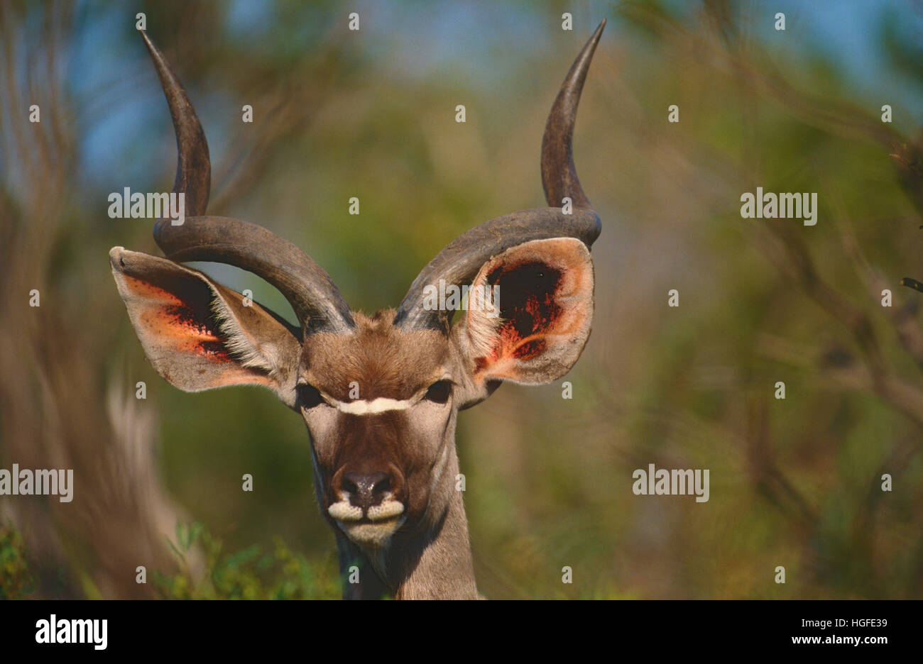 Kudu, Tragelaphus strepsiceros, Stock Photo