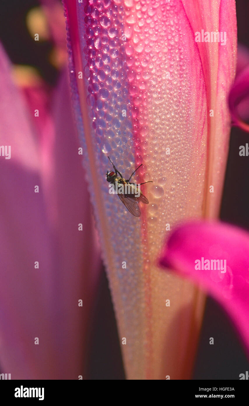 Fly, dew drops, Amaryllis, Stock Photo