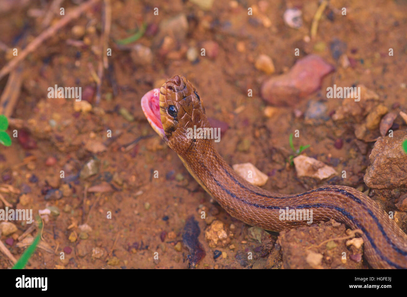173 fotos de stock e banco de imagens de Snakes And Ladders - Getty Images