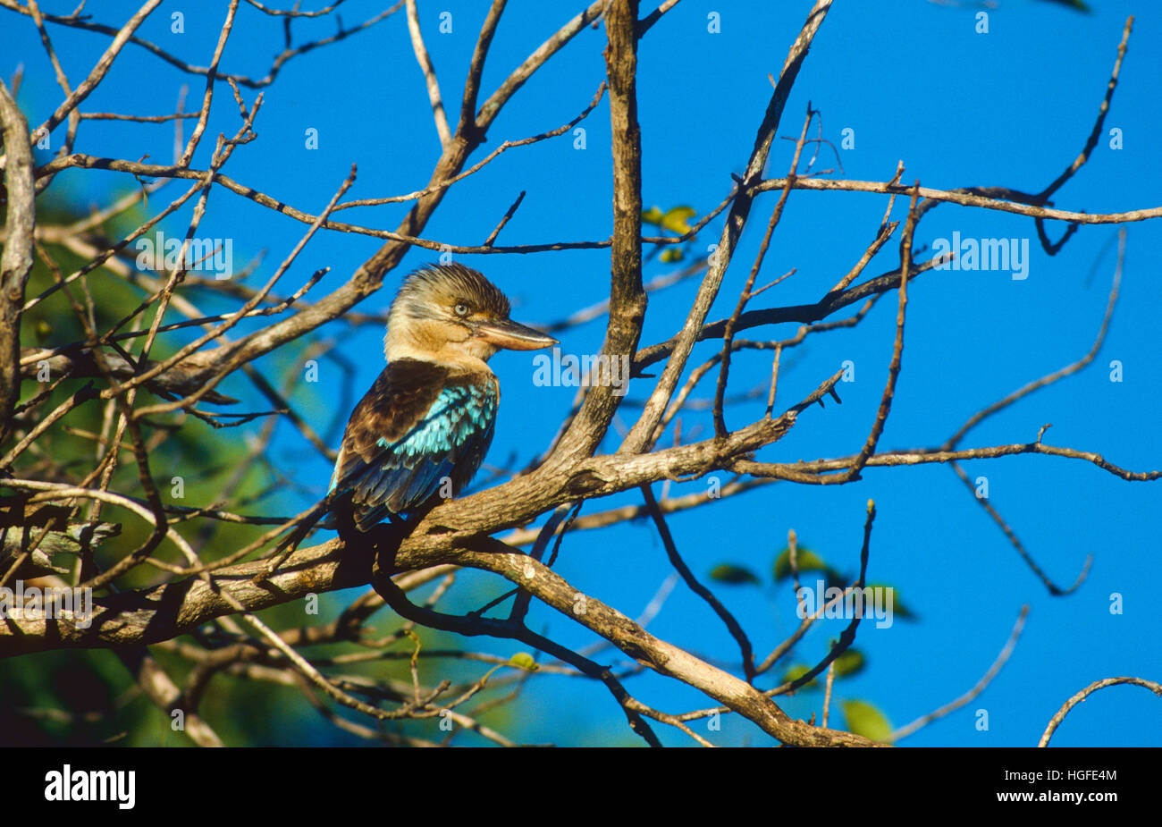 Bluewinged-Kookaburra, Dacelo leachii, Alcedinidae, Kingsfisher, Stock Photo