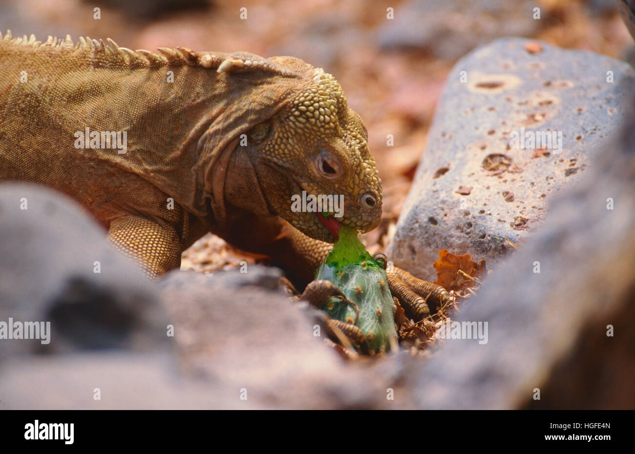 Galapagos Land Iguana, Conolophus cristatus, Stock Photo