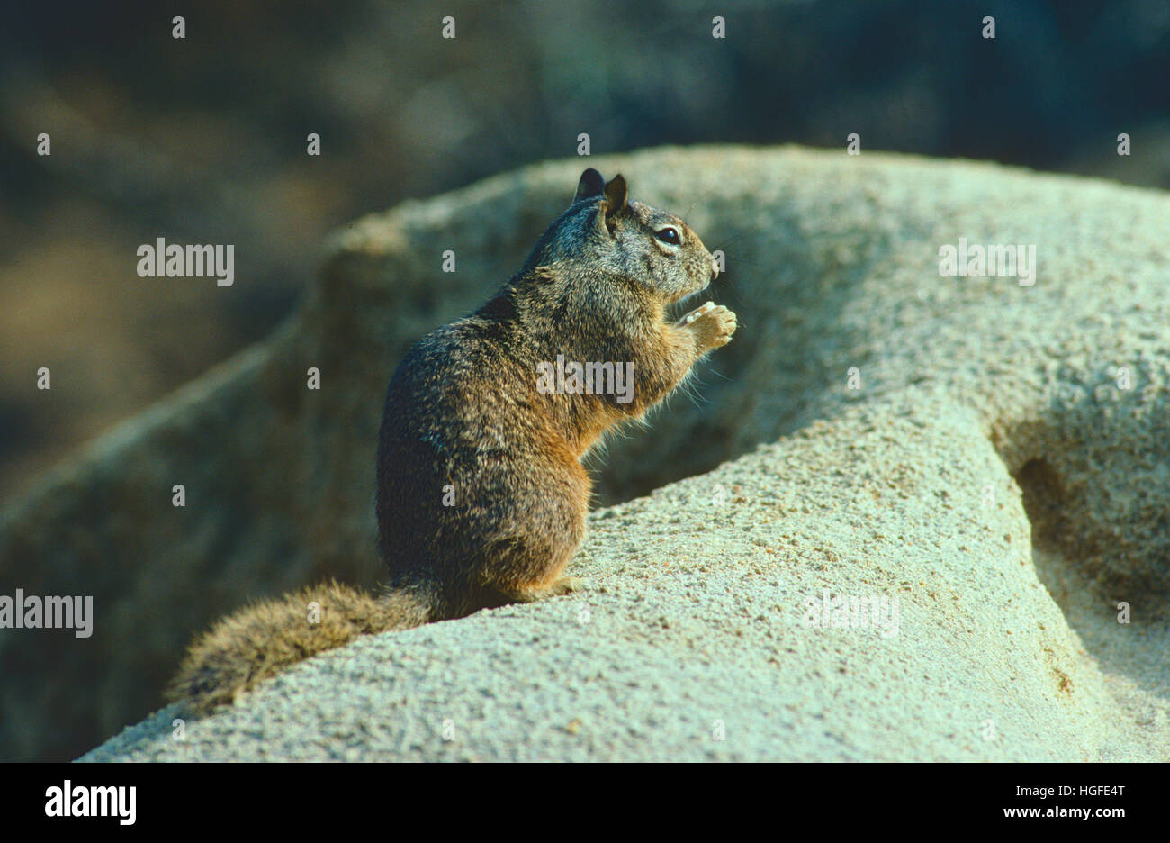 California ground Squirrel, Stock Photo