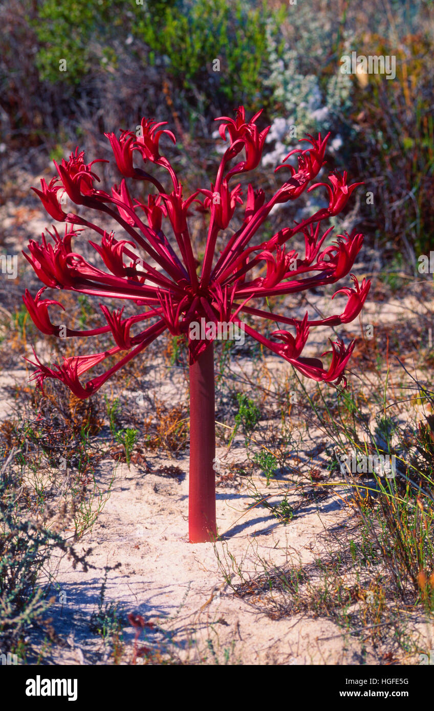 Candelabra flower, Brunsvigia, Stock Photo