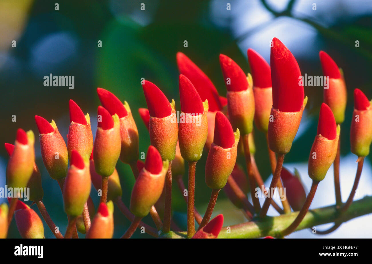 Red Hot Poker Tree, Erythrina abyssinica, Stock Photo