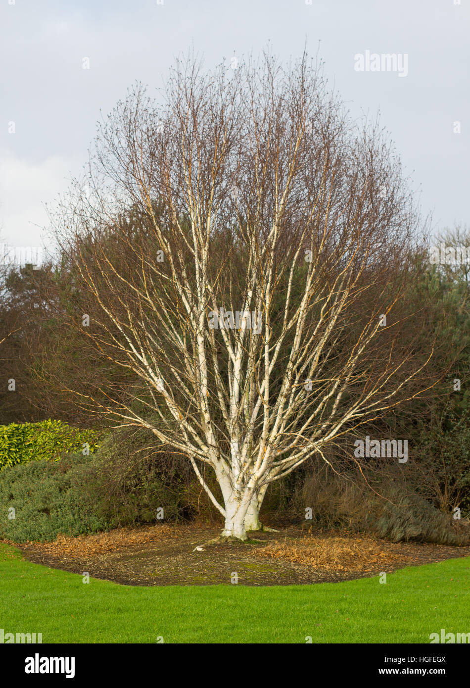Soft barked tree hi-res stock photography and images - Alamy