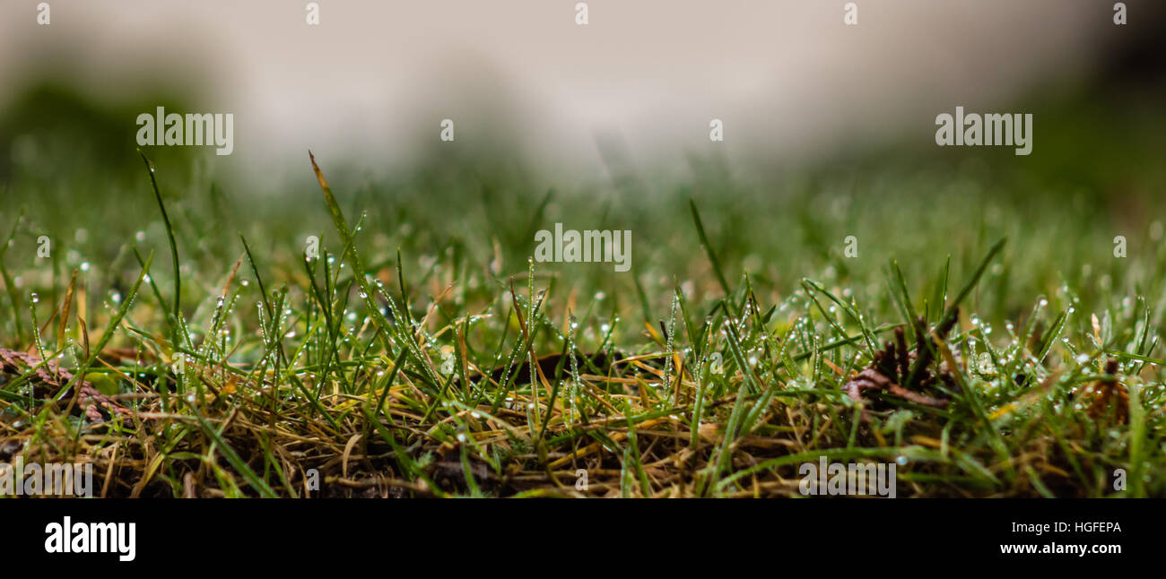 Close up of water droplets on blades of grass Stock Photo Alamy