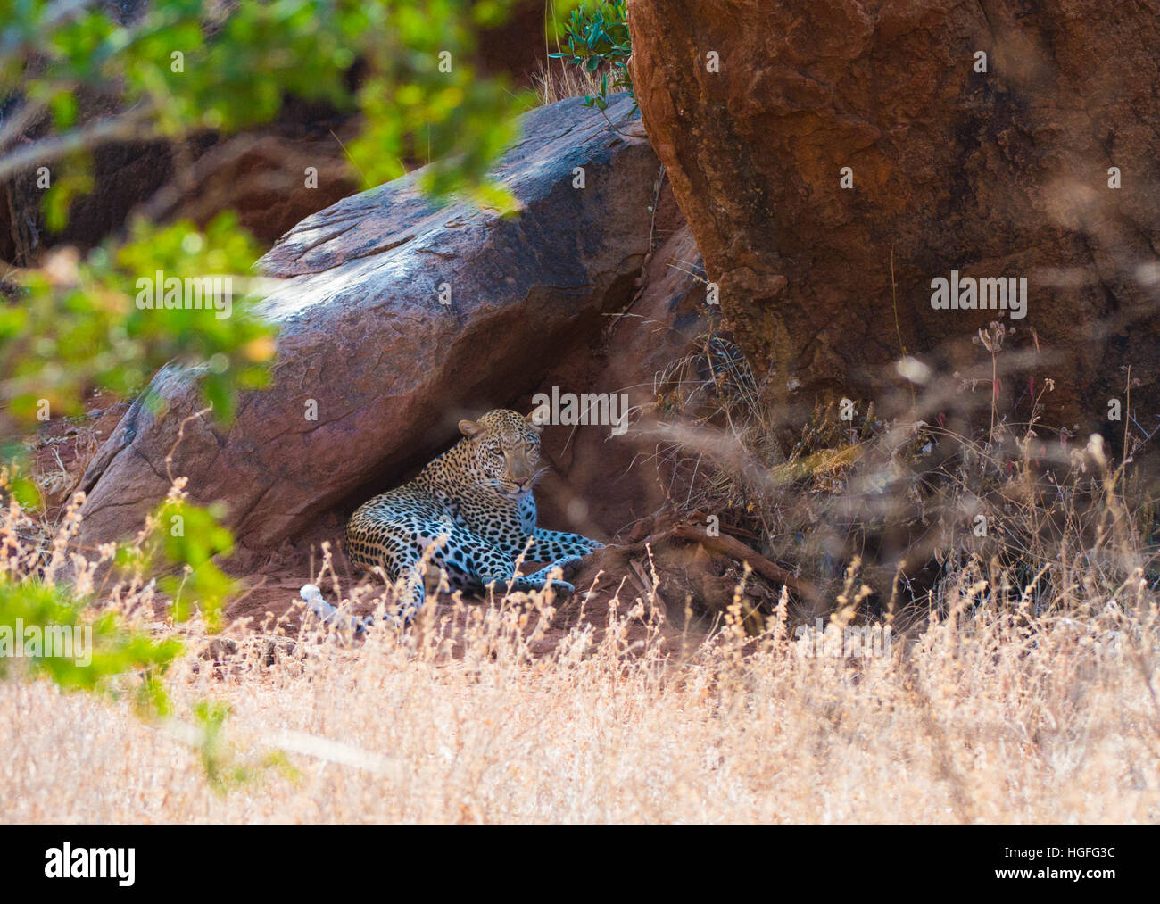 Leopard lying in shade Stock Photo - Alamy