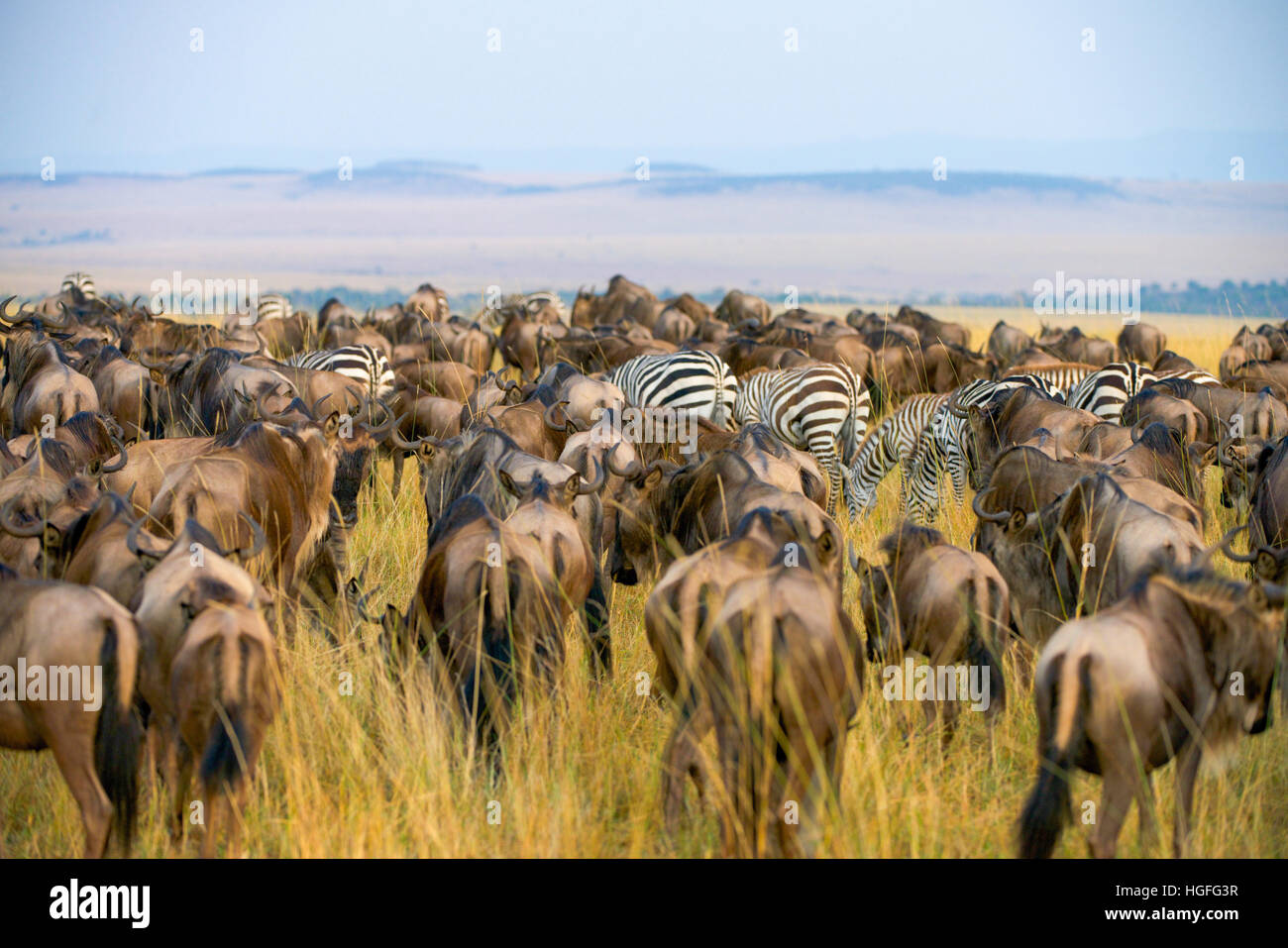 Gnu and Zebra Migration Maasai Mara Stock Photo