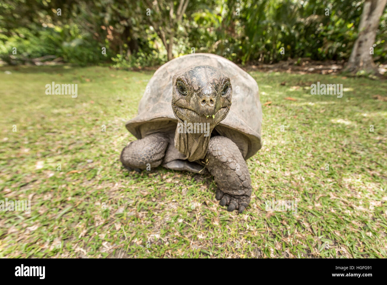 Giant Aldabra tortoise (Aldabrachelys gigantea) on Curiouse island in ...