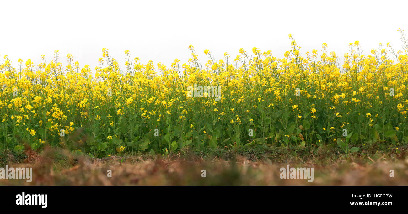 Mustard field in rural area of Bangladesh Stock Photo