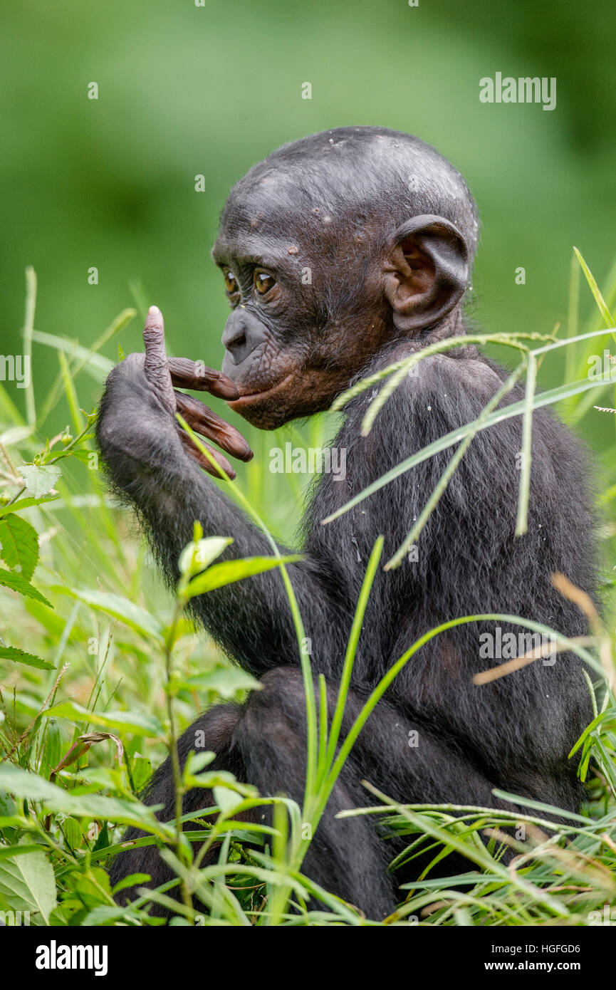 Bonobo In Natural Habitat Green Natural Background The Bonobo Pan